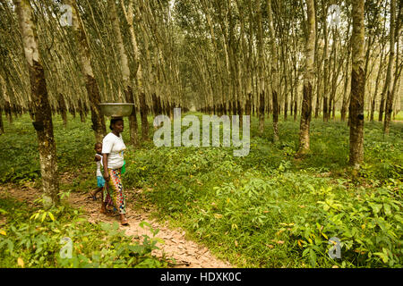 Les plantations de caoutchouc, de la Côte d'Ivoire Banque D'Images