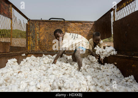 Travailler dans les champs de coton de Côte d'Ivoire (Ivory Coast) Banque D'Images