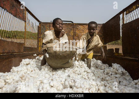 Travailler dans les champs de coton de Côte d'Ivoire (Ivory Coast) Banque D'Images