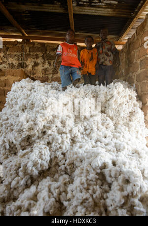 Travailler dans les champs de coton de Côte d'Ivoire (Ivory Coast) Banque D'Images