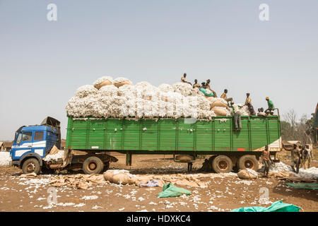 Travailler dans les champs de coton de Côte d'Ivoire (Ivory Coast) Banque D'Images