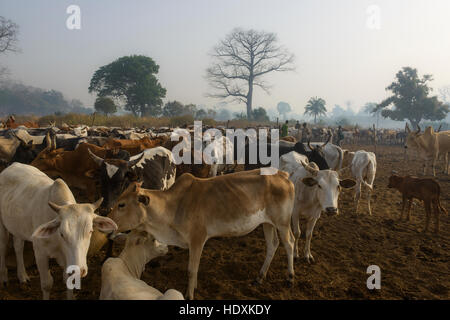 Cattle station dans le nord de la Côte d'Ivoire (Ivory Coast) Banque D'Images