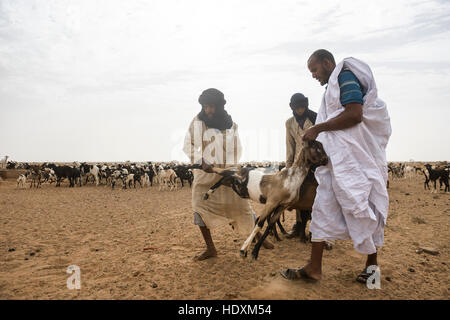 L'élevage de chèvres des nomades de l'Adrar, Mauritanie Banque D'Images