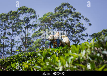 NUWARA ELIYA, SRI LANKA - Décembre 02 : femme plateau picker dans la plantation de thé à Nuwara Eliya, Décembre 02, 2016. Directement et indirectement, plus d'un milli Banque D'Images