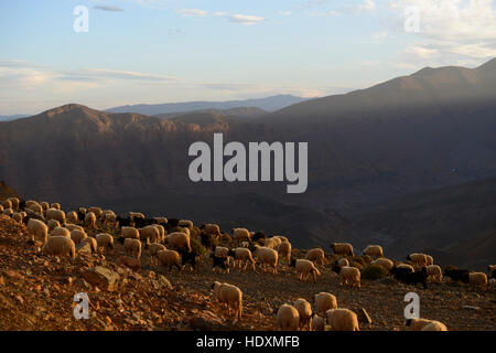 Canyons de l', Haut-atlas Maroc Banque D'Images