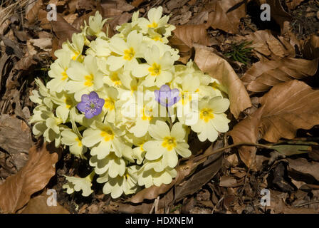 Kidneywort, hépatique ou l'ombelle (Hepatica nobilis) entre primevères (Primula vulgaris) Banque D'Images