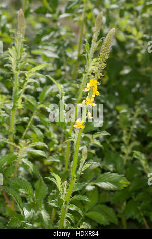 Kleiner Agrimonia eupatoria, Odermennig, Aigremoine, lampourde Banque D'Images