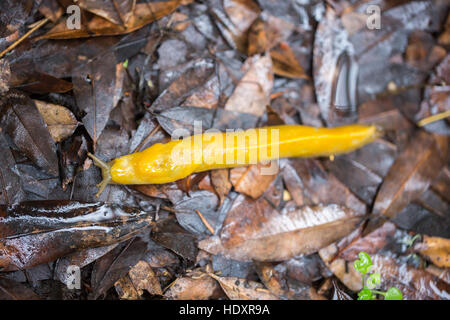 California Banana Slug (Ariolimax californicus) sur les feuilles humides Banque D'Images