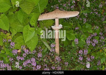 Parasol, Parasolpilz Riesenschirmling, Riesen-Schirmling Macrolepiota procera,,, Lepiota procera, coulemelle Banque D'Images