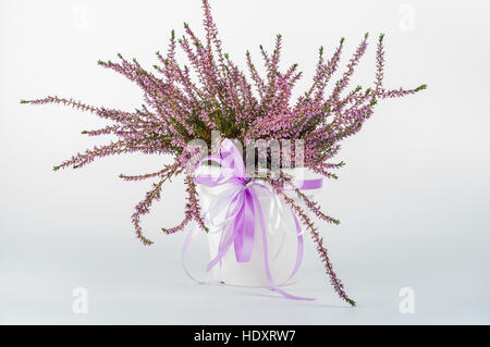 Heather dans un vase blanc avec ruban violet Banque D'Images