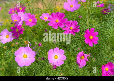 Belle rose et rouge cosmos flowers in garden Banque D'Images