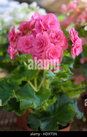 De nombreuses belles fleurs de jardin en byclamen tubéreuse rose Banque D'Images