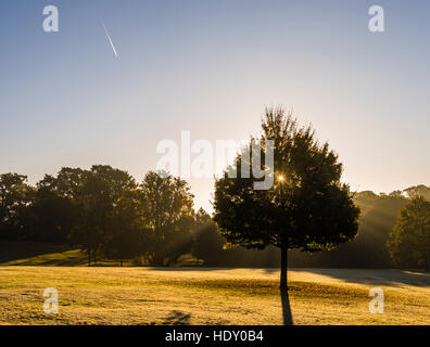 Lever tôt le matin par le biais d'un arbre sur Hampstead Heath, London, UK Banque D'Images