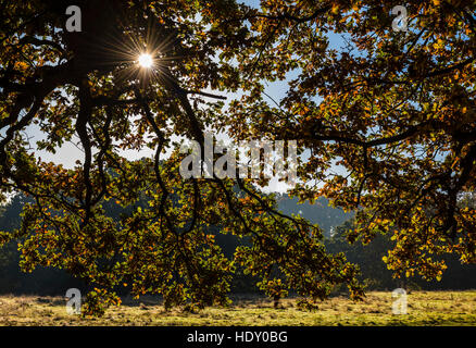 Lever tôt le matin capturés par les branches d'arbres sur Hampstead Heath, London, UK Banque D'Images