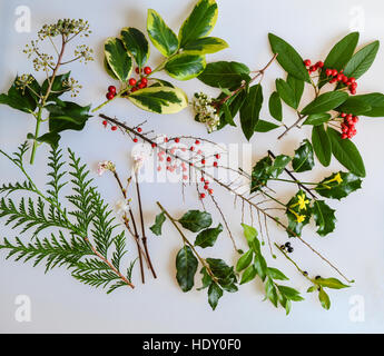 Une collection de baies d'hiver, le feuillage et fleurs : Ivy, Holly, Viburnum, Cotoneaster, jasmin, Boîte de Noël, Garrya et Cedar Banque D'Images