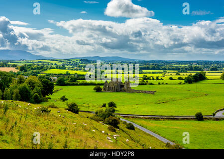 Troupeau de bovins en paysage de Tipperary en Irlande Banque D'Images