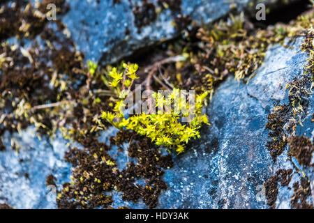 Fleurs jaunes sur les rochers Banque D'Images