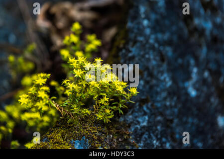 Fleurs jaunes sur les rochers Banque D'Images