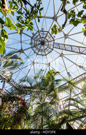 Intérieur de l'Nunobiki herb garden serre, montagnes Rokko à Kobe, au Japon. Voir à travers les arbres et arbustes à toit en verre de la coupole. Banque D'Images