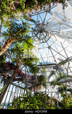 Intérieur de l'Nunobiki herb garden serre, montagnes Rokko à Kobe, au Japon. Voir à travers les arbres et arbustes à toit en verre de la coupole. Banque D'Images