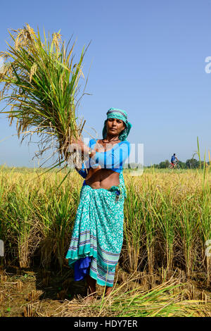 Le Népal, Terai, Kolhuwa , village le Teraï est le grenier à céréales du pays, la culture du riz, la récolte du riz avec des femmes la drépanocytose / NÉPAL, Terai, Dorf, Kolhuwa Terai Das ist die Kornkammer Nepals, Frauen ernten Reis par main mit der Sichel Banque D'Images