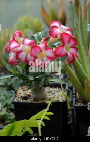 Adenium multiflorum en fleur Banque D'Images