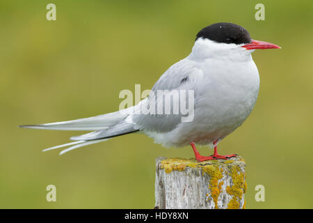 Sterne arctique (Sterna paradisaea) adulte, debout sur couverts de lichen, poteau de clôture, l'île de Flatey, Islande, juillet Breiðafjörður Banque D'Images