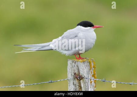 Sterne arctique (Sterna paradisaea) adulte, debout sur couverts de lichen, poteau de clôture, l'île de Flatey, Islande, juillet Breiðafjörður Banque D'Images