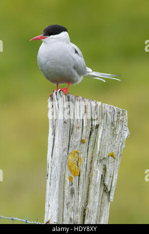 Sterne arctique (Sterna paradisaea) adulte, debout sur couverts de lichen, poteau de clôture, l'île de Flatey, Islande, juillet Breiðafjörður Banque D'Images