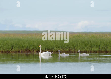 Cygne chanteur (Cygnus cygnus) deux jeunes leaders adultes cygnets, sur l'habitat des terres humides, la piscine, le sud de l'Islande, Juillet Banque D'Images