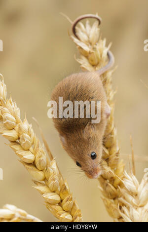 Micromys minutus (souris) des profils, sur le blé, Derbyshire, Angleterre, août (conditions contrôlées) Banque D'Images