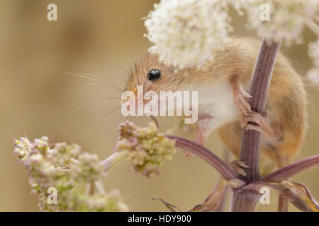 Micromys minutus (Souris), adultes sur Umbellifer, Derbyshire, Angleterre, août (conditions contrôlées) Banque D'Images