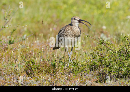 Courlis corlieu (Numenius phaeopus), appelant adultes, balades en garrigue, 73320, l'Islande, Juillet Banque D'Images