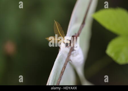 Homme Luna Moth [Actias luna].california,USA Banque D'Images