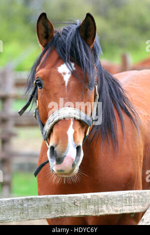 Portrait de baie magnifique cheval dans l'été sur le corral corral fence Banque D'Images