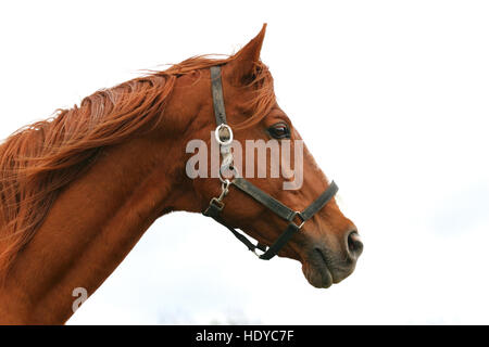 Vue côté tête d'un beau cheval stallion against white background Banque D'Images