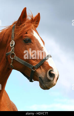 Anglo-Chestnut Arabian Horse head isolé sur fond de ciel bleu Banque D'Images