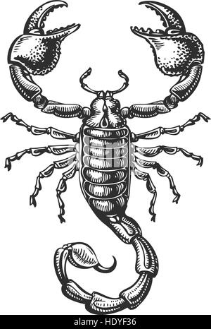 Croquis dessinés à la main de scorpion. Tatouage animal. Vector illustration Illustration de Vecteur