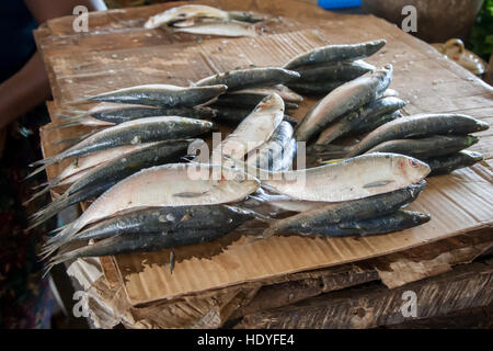 Dans un marché du poisson de la Sierra Leone Banque D'Images