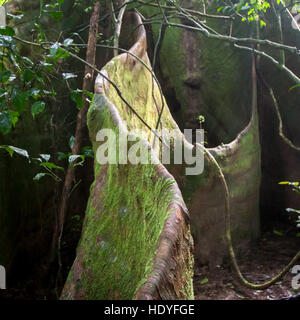 Étayée racine d'une immense forêt de pluie arbre sur Tiwai Island Banque D'Images