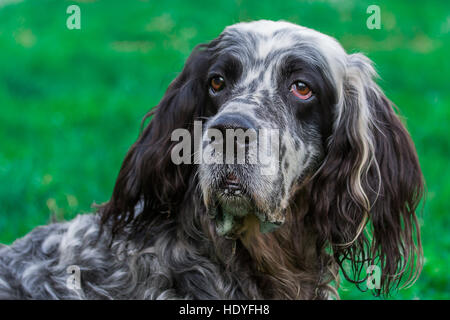 Setter anglais Banque D'Images