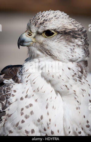 Beau profil d'un faucon gris et blanc dans la nature Banque D'Images
