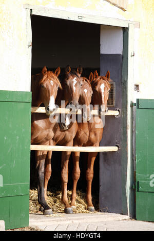 Groupe de tir vertical des poulains pur-sang à la plus belle porte de l'écurie Banque D'Images