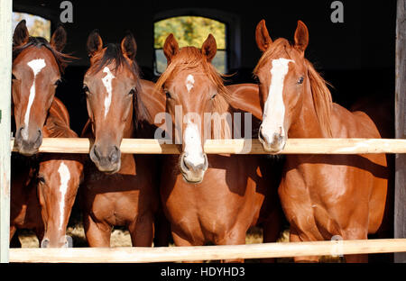 Les jeunes chevaux de race pure à plus de châtaignier la porte de la grange Banque D'Images