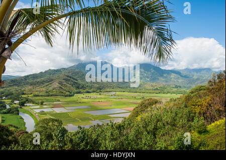 Dans les champs de taro Hanalei National Wildlife Refuge, vallée d'Hanalei, Kauai, Hawaii. Banque D'Images