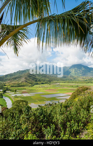 Dans les champs de taro Hanalei National Wildlife Refuge, vallée d'Hanalei, Kauai, Hawaii. Banque D'Images