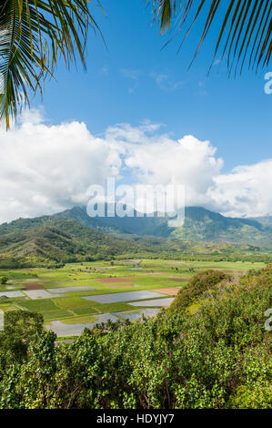 Dans les champs de taro Hanalei National Wildlife Refuge, vallée d'Hanalei, Kauai, Hawaii. Banque D'Images