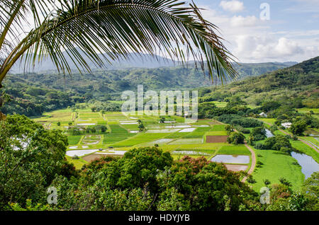 Dans les champs de taro Hanalei National Wildlife Refuge, vallée d'Hanalei, Kauai, Hawaii. Banque D'Images