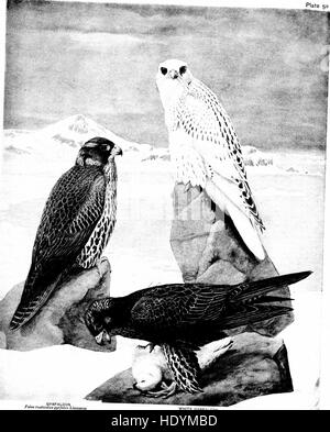 Birds of New York (1910) est un guide complet des espèces d'oiseaux trouvées dans l'État de New York, fournissant des descriptions détaillées de leurs caractéristiques physiques, habitudes et habitats. Banque D'Images