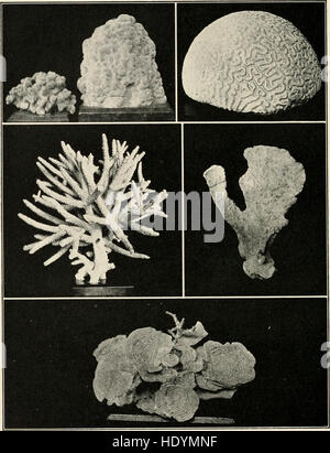 La mer-plage à reflux - un guide pour l'étude de l'algue et la basse de la vie animale trouvés entre zone Tidemarks (1901) Banque D'Images